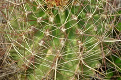 Hamatocactus hamatacanthus