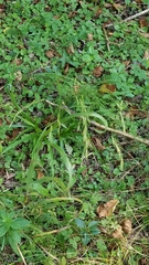Bromus ciliatus