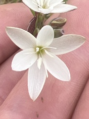 Hesperantha falcata