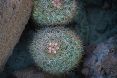 Mammillaria petrophila arida