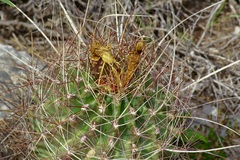 Hamatocactus hamatacanthus
