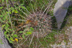 Hamatocactus hamatacanthus