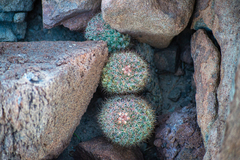 Mammillaria petrophila arida
