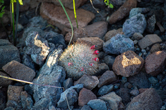 Mammillaria petrophila arida