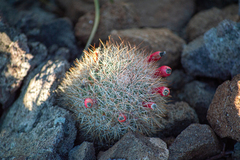 Mammillaria petrophila arida
