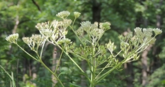 Arnoglossum