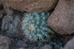 Mammillaria petrophila arida