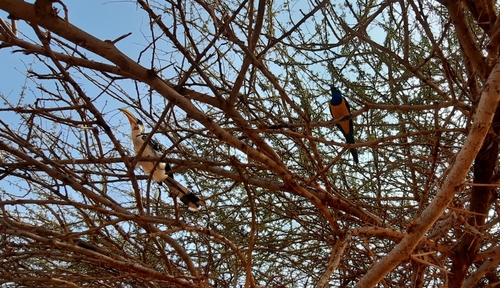 Golden-breasted Starling