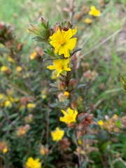Hibbertia sericea