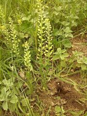 Alyssum montanum