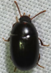 Diaperinae