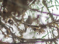 Thamnophilus multistriatus