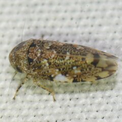 Xestocephalus