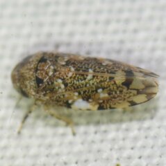 Xestocephalus