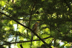 Turdus hortulorum