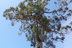 Eucalyptus obliqua