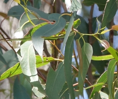Eucalyptus obliqua