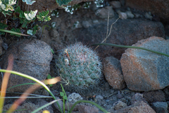 Mammillaria petrophila arida