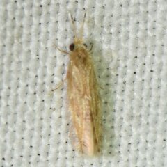 Hydroptilidae