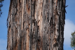 Eucalyptus obliqua