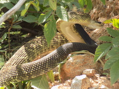 Crotalus molossus nigrescens