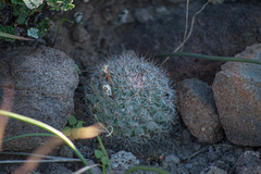 Mammillaria petrophila arida