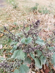 Cyclachaena xanthiifolia