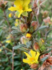 Hibbertia sericea