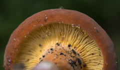 Lactarius volemus image