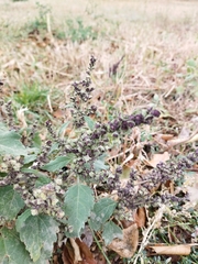 Cyclachaena xanthiifolia