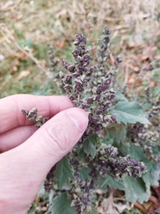 Cyclachaena xanthiifolia