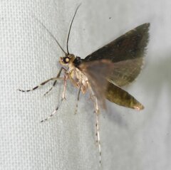 Langessa nomophilalis