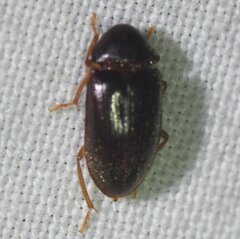 Ptilodactylidae