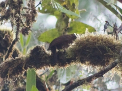 Thripadectes ignobilis