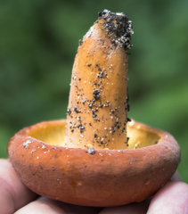Lactarius volemus image