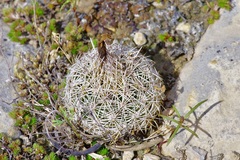 Coryphantha echinus