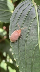 Menippus cynicus