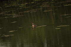 Podiceps cristatus