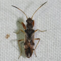 Neopamera