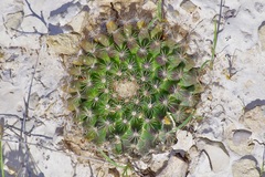Mammillaria heyderi