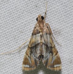 Neargyractis slossonalis