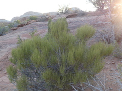 Ephedra
