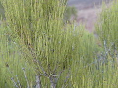 Ephedra