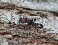 Podomyrma maculiventris