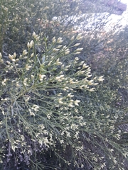 Baccharis sarothroides