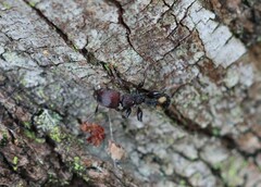 Podomyrma maculiventris