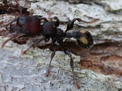 Podomyrma maculiventris