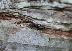 Podomyrma maculiventris