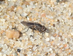 Fucellia costalis