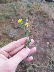 Medicago falcata
